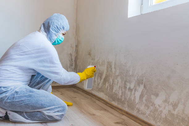 Licensed Mold Remediation service in Auburn, GA - 24 Hour Mold Removal